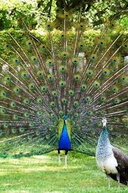 Bird With Big Feathers On Tail Peafowl She S Not Impressed Shake Those Tail At Harvestheart Peafowl Peacock And Peahen Peacock Images