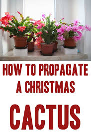 It's easy to grow cactus from grafts, seeds or cuttings if you know how. How To Propagate A Christmas Cactus Home Garden Diy