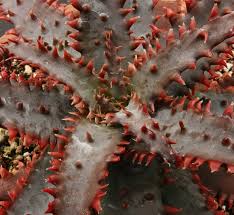 Image result for Aloe canis