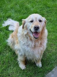 Angelina 🐶😍🥳