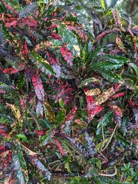 Image result for Croton kilwae