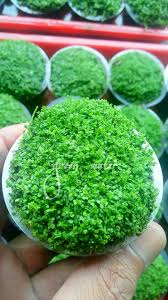 Beli produk monte carlo aquascape berkualitas dengan harga murah dari berbagai pelapak di indonesia. Carpet Plant Ready Montecarlo Cuba Hg Green Water Aquascape Shop Facebook