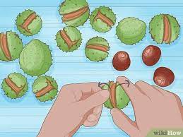 Simple Ways To Grow Conkers 13 Steps With Pictures Wikihow