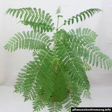 Image result for Jacaranda mimosifolia