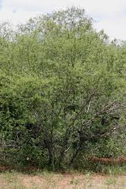 Image result for Acacia luederitzii