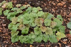 Heuchera x 'stainless steel' coral bells. Heuchera Sunset Green Coral Bells