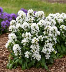 Image result for Carvalhoa campanulata