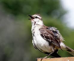 For this reason, it is inadvisable to remove or heavily prune trees and hedges during nesting season. Getting Rid Of Mockingbirds Thriftyfun