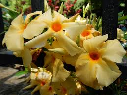 Image result for dipladenie suaveolens obrázek