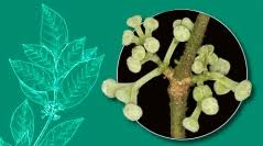 Image result for Monimiaceae