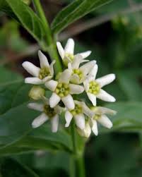 Image result for Vincetoxicum