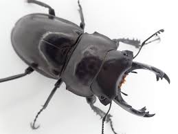 stag_beetle_japan