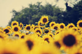 Flower iphone wallpaper sunflower wallpaper pink daisy wallpaper aesthetic iphone wallpaper nature wallpaper tumblr wallpaper screen wallpaper love wallpaper backgrounds vintage flower backgrounds flowers can express emotions and give flowers to intimate people on an important. Vintage Sunflower Wallpapers Top Free Vintage Sunflower Backgrounds Wallpaperaccess