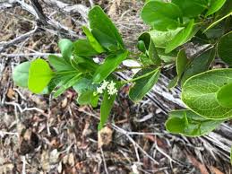 Image result for Psydrax