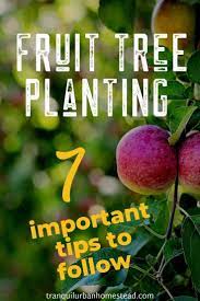 7 Important Fruit Tree Planting Tips You Need To Follow Trees To Plant Growing Fruit Trees Fruit Trees