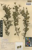 Image result for Combretum engleri