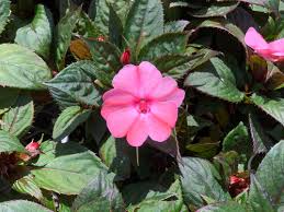 Image result for Impatiens irvingii