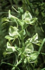 Image result for Habenaria splendens