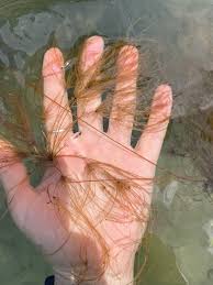 Image result for Eleocharis confervoides