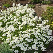 Image result for Arabis