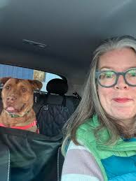 🚨❌🚨RED ALERT ~ WAITING OVER 3 MONTHS without ANY INTEREST 🚨❌🚨 This  HANDSOME medium sized male pup is about 11 months old and should not be  growing up in kennels ! He