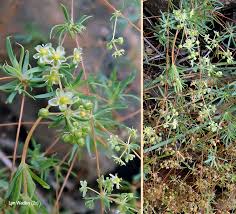 Image result for Hypertelis cerviana