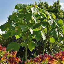 Image result for Firmiana