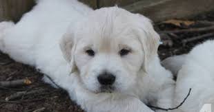 English Cream Golden Retriever Puppy Very Light Color Retriever Puppy Golden Retriever Puppy Golden Retriever