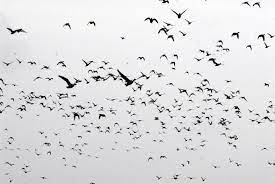 Image From Http Www Wallpaperup Com Uploads Wallpapers 2014 01 08 219262 E306e105969b61029db48e275 Bird Wall Decor Flying Birds Wall Decor Mermaid Wall Decor