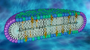 Proteins act as receptors, scaffold etc. Novel Cell Membrane Model Could Be Key To Uncovering New Protein Properties Bnl Newsroom