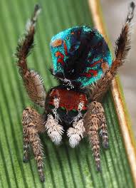 Weird insects cool insects bugs and insects tattoo symbole spider queen cool bugs itsy bitsy spider jumping spider fotografia macro. Peacock Spiders Show More Of Their Colours Bbc News