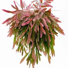 Image result for Euphorbia ramulosa