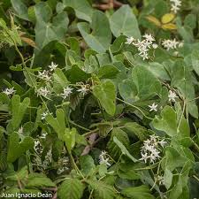 Image result for Cynanchum praecox