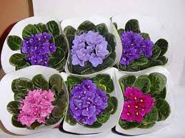 Check spelling or type a new query. African Violets Spain Easiest Indoor Plants Spain Info