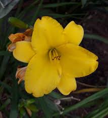 Data specific to daylilies (edit). Daylily How To Grow Care