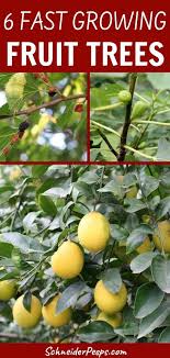 You can also choose a dwarf variety, which is well suited to living in a container. Six Fast Growing Fruit Trees And One Vegetable Fast Growing Fruit Trees Growing Fruit Trees Growing Fruit