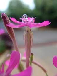 Image result for Rhynchosia holstii