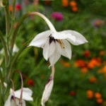 Your bulbs' window of opportunity. Fall Flower Bulbs Common Bulbs That Flower In Fall Season