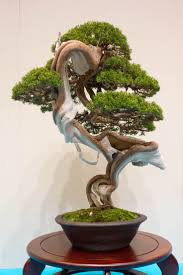 The chinese developed ways to bind and prune young trees in a manner that would keep them small, yet give them a gnarled, archaic appearance called penjing. Bonsai Tree 24 Cozy Where Did Bonsai Trees Originate Images