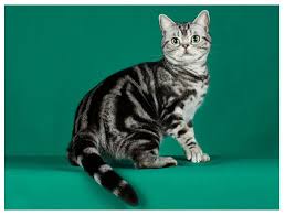 American Short Haired Silver Tabby I Want One Iams Cat American Shorthair Kitten Cat Breeds American Shorthair