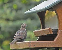 Bluejays, cardinals, and other larger birds will be able to fly in, but the mourning doves are not agile enough to swoop in under the roof and hop onto the feeding floor. Too Many Doves The Zen Birdfeeder