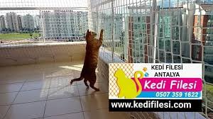 Kedi Filesi Posts Facebook