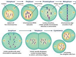 Sketch and label prophase of animal cell. Sketch And Label Prophase Metaphase Anaphase And Telephase Of Mito Tie Division Write Down The Significance Of Meiosis On