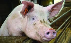 If the disease is confirmed the outbreak will be controlled in line with the contingency plan for exotic notifiable diseases. Roslin Institute Research Into Asf Inspires Uk Campaign Company News Pig333 Pig To Pork Community