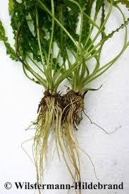 Image result for Syngonanthus robinsonii