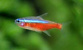 Tetras are egg layers and breed, as do most other. Keep Cardinal Tetra In Your Fishtank Aquarium Fish Plants Com