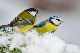 Wer jetzt schon das erste unkraut jätet, hat es. Gartenarbeit Im Februar Tipps Fur Den Garten Im Februar