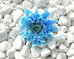 We did not find results for: White Blue Flowers Hd Wallpapers Wallpaper Cave