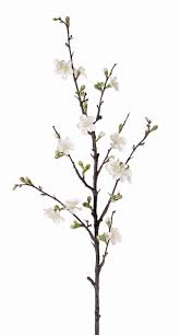 Check spelling or type a new query. Atlas Flowers Apple Blossom Branch Quince Cream