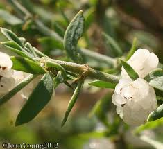 Image result for Pollichia